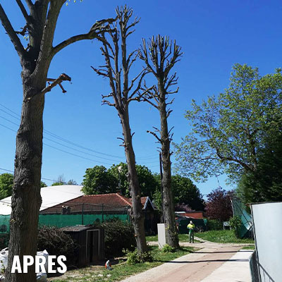 Photo illustration réalisations DEBARRE Jean Paca-Services 02 - Services Elagage et Services en région PACA