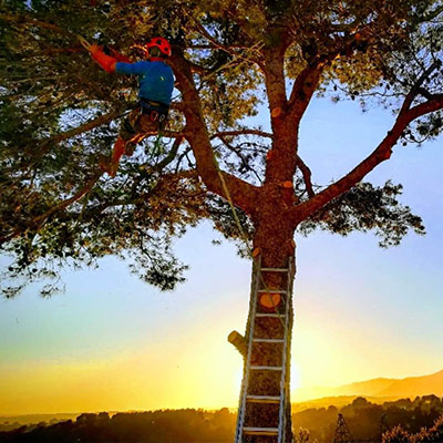 Photo illustration réalisations DEBARRE Jean Paca-Services 03 - Services Elagage et Services en région PACA