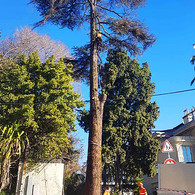 Photo illustration réalisations DEBARRE Jean Paca-Services 04 - Services Elagage et Services en région PACA