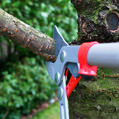 Photo illustration réalisations DEBARRE Jean Paca-Services 16 - Elagage et Services en région PACA