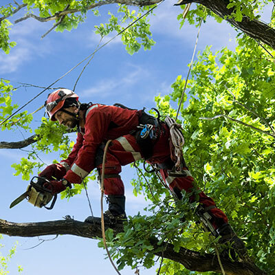 Photo illustration réalisations DEBARRE Jean Paca-Services 17 - Elagage et Services en région PACA