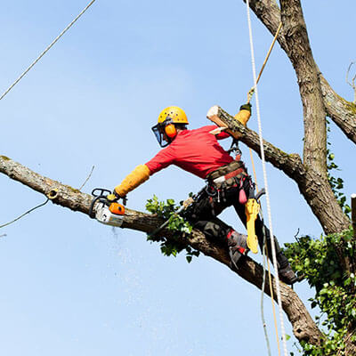 Photo illustration réalisations DEBARRE Jean Paca-Services 19 - Elagage et Services en région PACA