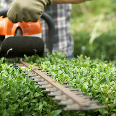 Photo illustration réalisations DEBARRE Jean Paca-Services 20 - Elagage et Services en région PACA