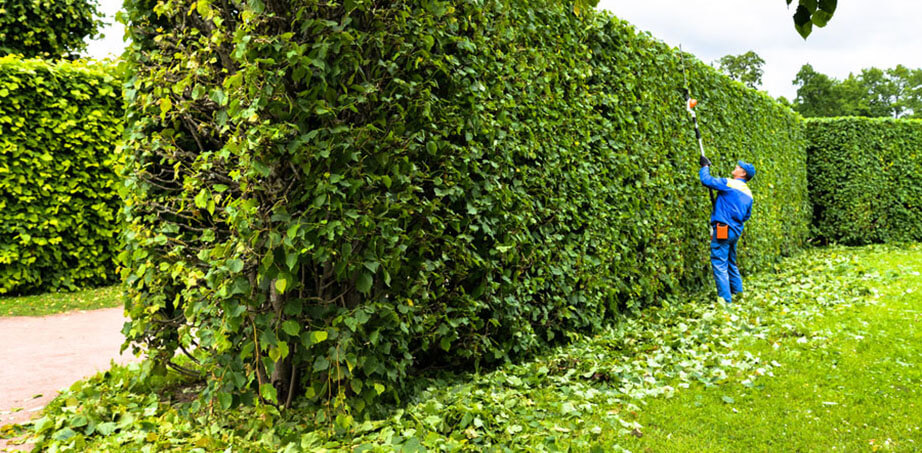 Photo illustration élagage DEBARRE Jean / Paca-Services